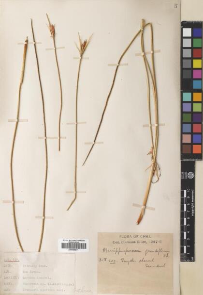 Marsippospermum grandiflorum [Espécimen: ]