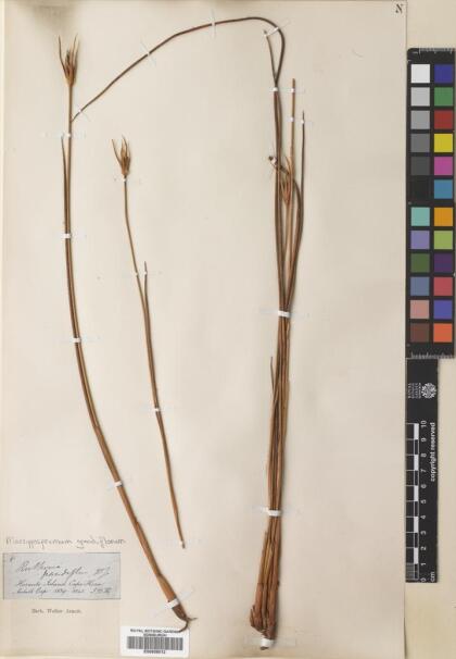 Marsippospermum grandiflorum [Espécimen: ]