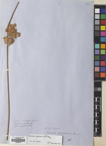 Juncus procerus [Espécimen: ]
