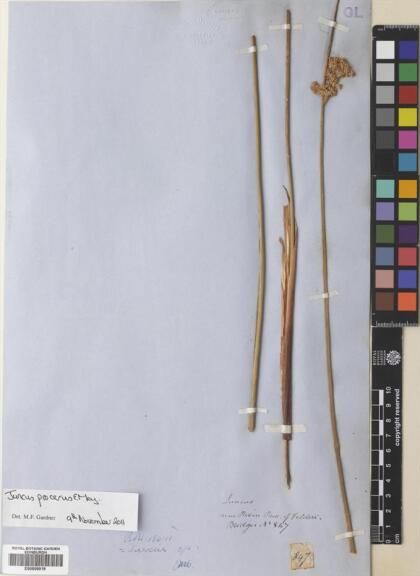 Juncus procerus [Espécimen: ]