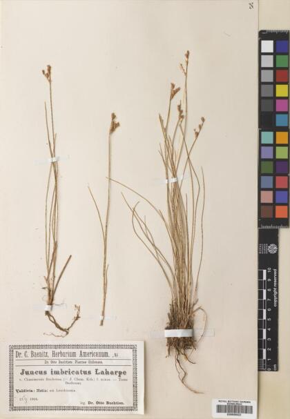 Juncus imbricatus [Espécimen: ]
