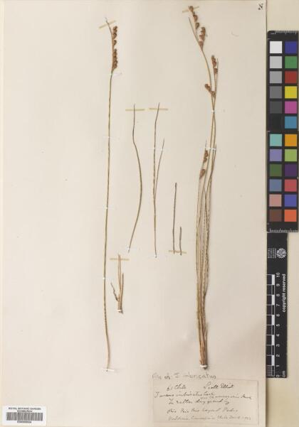 Juncus imbricatus [Espécimen: ]