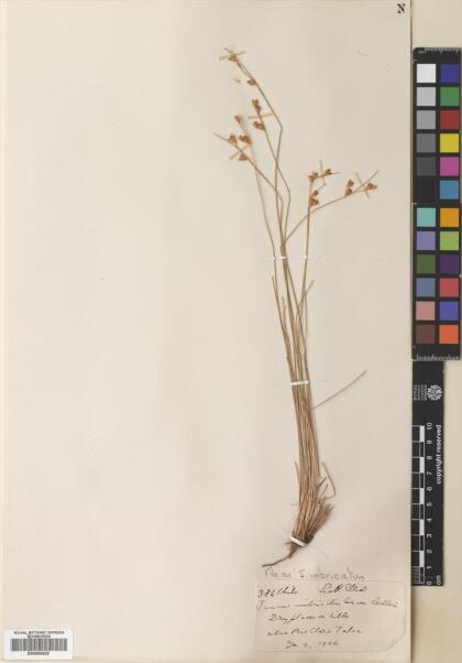 Juncus imbricatus [Espécimen: ]