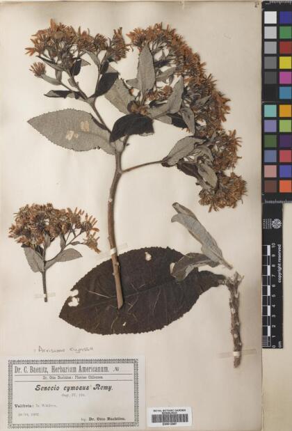 Acrisione cymosa [Espécimen: ]