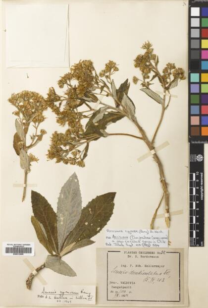 Acrisione cymosa [Espécimen: ]
