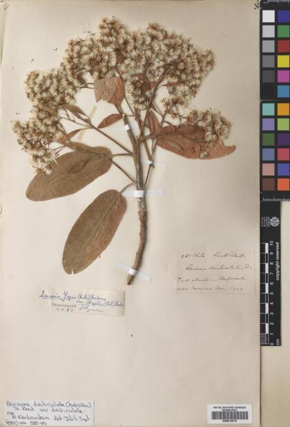 Acrisione denticulata var. denticulata [Espécimen: ]