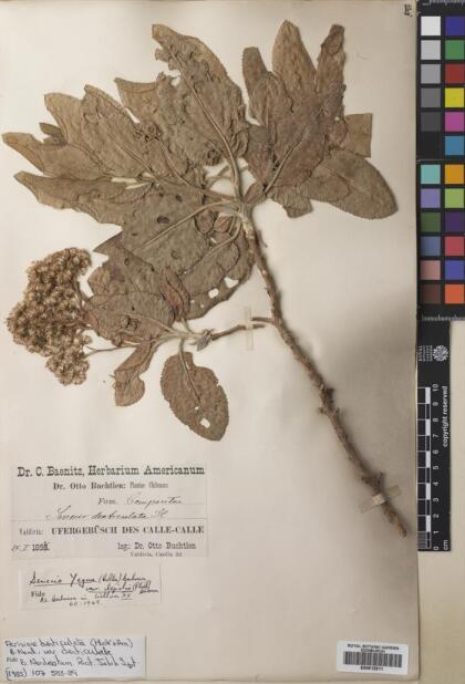Acrisione denticulata var. denticulata [Espécimen: ]