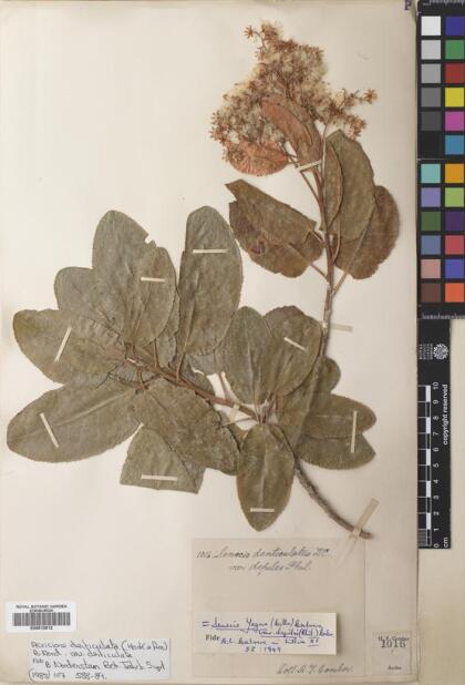 Acrisione denticulata var. denticulata [Espécimen: ]