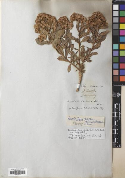Acrisione denticulata var. denticulata [Espécimen: ]