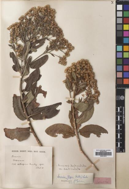 Acrisione denticulata [Espécimen: ]