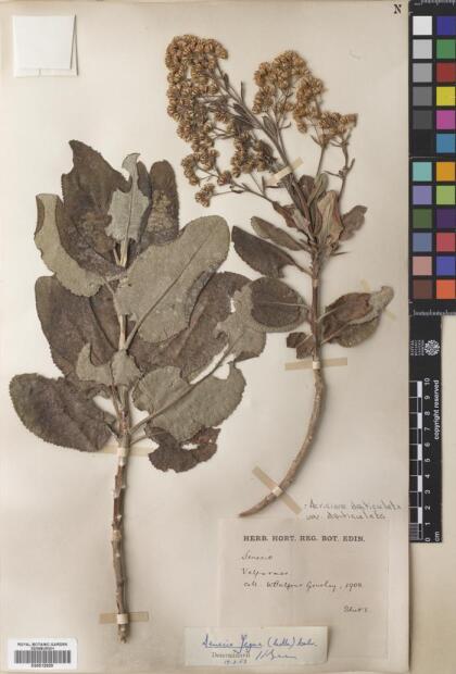 Acrisione denticulata var. denticulata [Espécimen: ]