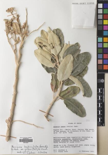 Acrisione denticulata [Espécimen: ]