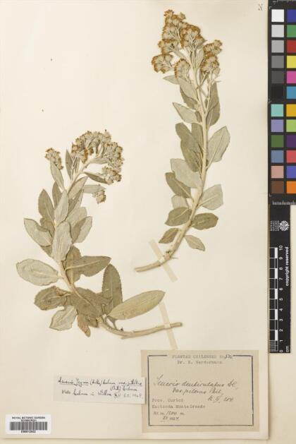 Acrisione denticulata var. pilota [Espécimen: ]