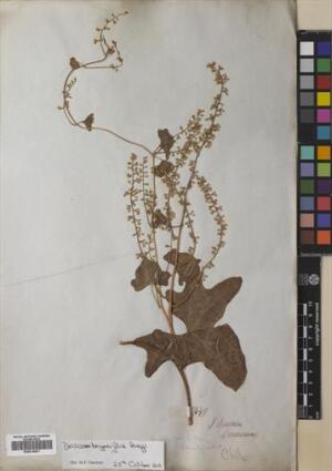 Dioscorea bryoniifolia [Espécimen: ]
