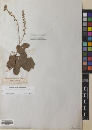 Dioscorea bryoniifolia [Espécimen: ]