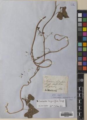 Dioscorea bryoniifolia [Espécimen: ]