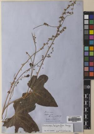 Dioscorea bryoniifolia [Espécimen: ]