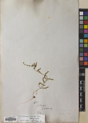 Dioscorea humilis subsp. humilis [Espécimen: ]