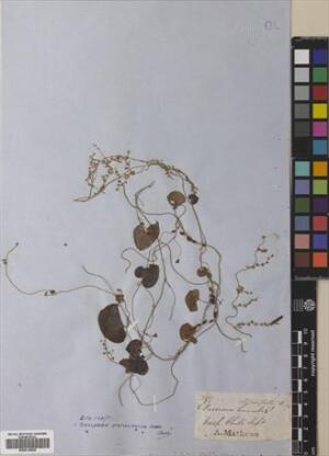 Dioscorea humilis subsp. humilis [Espécimen: ]