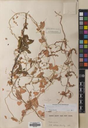 Dioscorea besseriana [Espécimen: ]