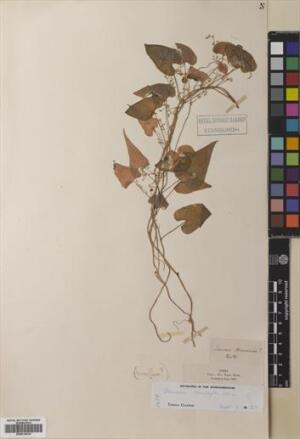 Dioscorea humifusa [Espécimen: ]