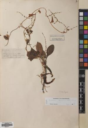 Dioscorea humifusa [Espécimen: ]