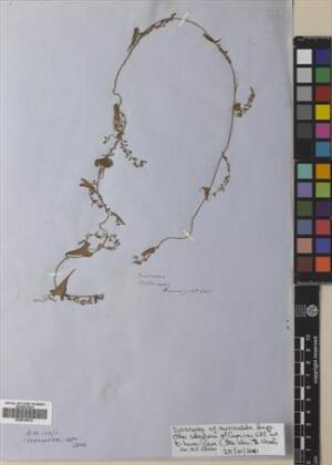 Dioscorea auriculata [Espécimen: ]