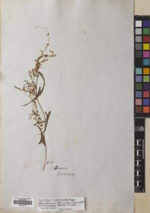 Dioscorea auriculata [Espécimen: ]