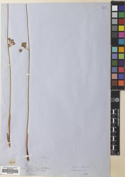 Juncus balticus [Espécimen: ]