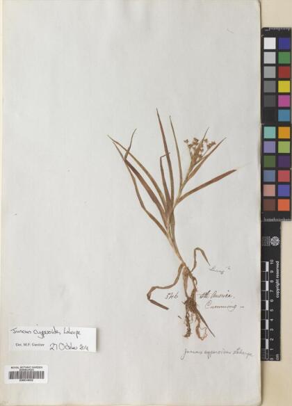 Juncus cyperoides [Espécimen: ]