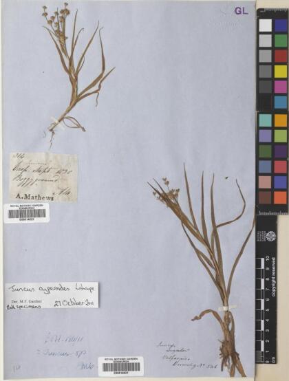 Juncus cyperoides [Espécimen: ]