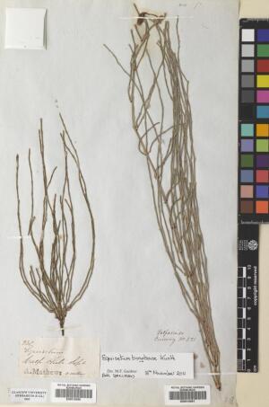 Equisetum bogotense [Espécimen: ]