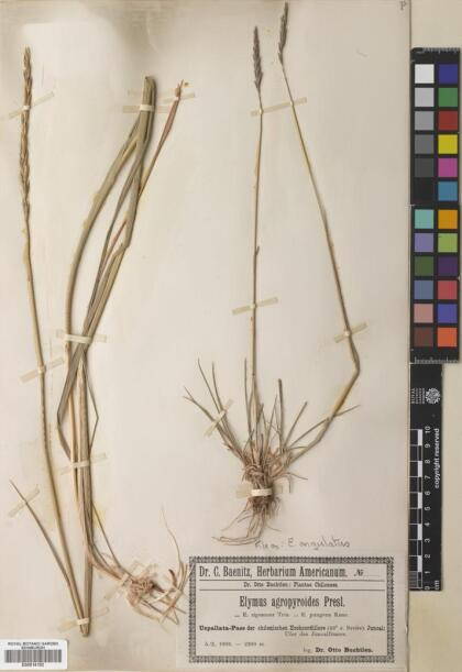 Elymus angulatus [Espécimen: ]