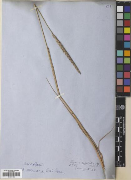 Elymus angulatus [Espécimen: ]