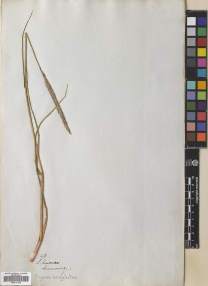 Elymus angulatus [Espécimen: ]