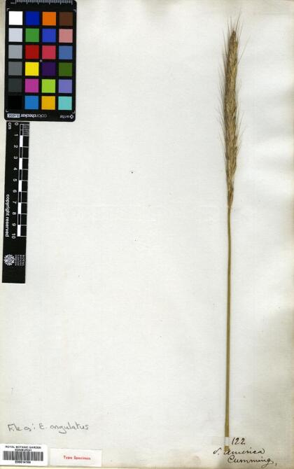 Elymus angulatus [Espécimen: ]