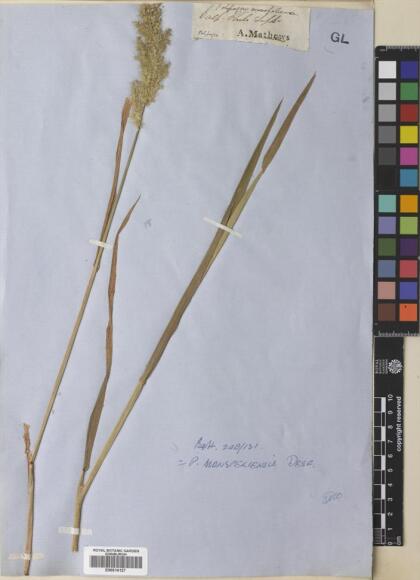 Polypogon monspeliensis [Espécimen: ]
