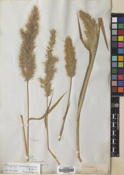 Polypogon monspeliensis [Espécimen: ]