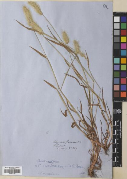 Polypogon monspeliensis [Espécimen: ]