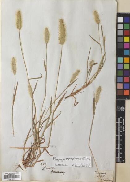 Polypogon monspeliensis [Espécimen: ]