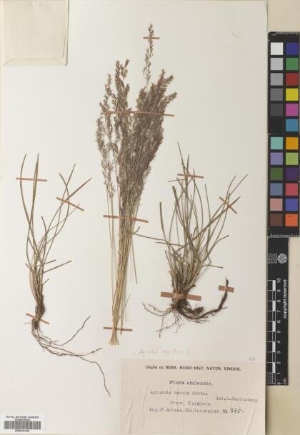 Agrostis capillaris [Espécimen: ]