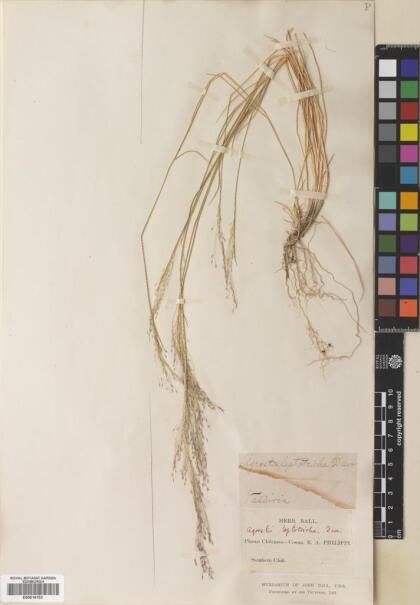Agrostis leptotricha [Espécimen: ]