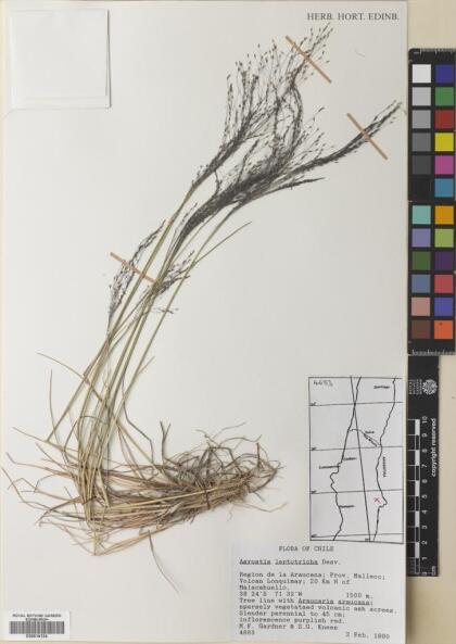 Agrostis leptotricha [Espécimen: ]