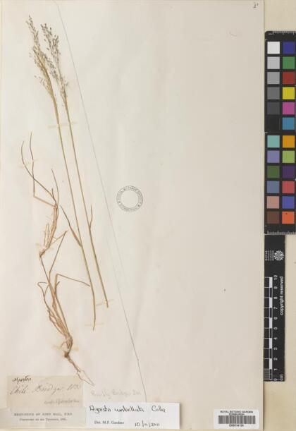 Agrostis umbellata [Espécimen: ]