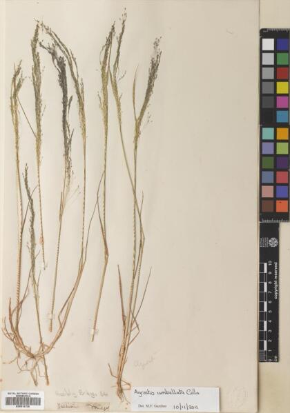 Agrostis umbellata [Espécimen: ]