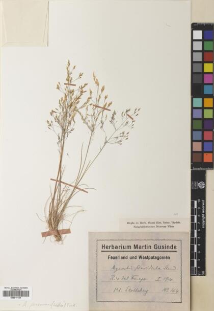 Agrostis perennans [Espécimen: ]
