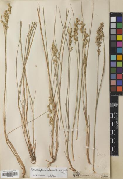 Chascolytrum subaristatum [Espécimen: ]