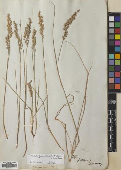 Chascolytrum subaristatum [Espécimen: ]