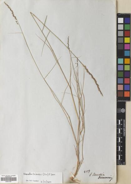 Nassella chilensis var. chilensis [Espécimen: ]