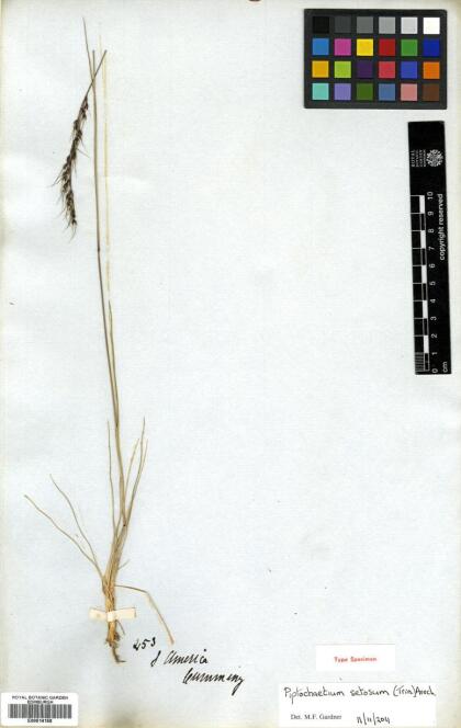 Piptochaetium fuscum [Espécimen: ]